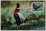 Sweden 1997 Joint Issue With China Stamp,maximum Card,maxi Card,rare Wild Ring-necked Pheasant Kista PMK Cancel - Hoendervogels & Fazanten