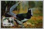China 1997 Joint Issue With Sweden Stamp,carte Maximum,Chinese Opper Pheasant Maximum Card - Hoendervogels & Fazanten