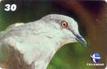 Télécarte Brésil - ANIMAL - Oiseau PIGEON COLOMBE - Brazil Brasil DOVE BIRD Phonecard - TAUBE Vogel TK / TELEMAR - 58 - Brésil