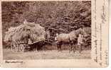 CPA.  HARVESTING.    1905.    (Animée - Full Of Live) - Other & Unclassified