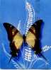 PAPILIO    HIPPODAMUS   ORIGINAIRE DU BRESIL - Schmetterlinge
