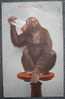 CPA -CHIMPANZEE BALDY-NEW YORK ZOOLOGICAL PARK- - Affen