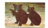 Cpm Black Bear Cubs Jeunes Ourson Noirs - Ours