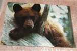 Cpm Ourson ( Black Bear Cub ) - Bears