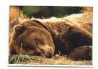 Cpm Ours Brun Endormi Sleeping Black Bear - Bären