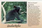 Canada Black Bear Ours Noir  Did You Know - Osos