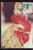 HEN BIRD 1975 MAXICARD,MAXIMUM CARD ROMANIA. - Gallinaceans & Pheasants