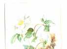 FLEURS . AQUARELLE ANCIENNE NON SIGNEE - Wasserfarben