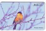 BULLFINCH - Pyrrhula Pyrrhula ( Andorra - Only 20.000 Ex ) Common Eurasian Finch Fringillidae Bird Oiseau Pajaro Birds - Uccelli Canterini Ed Arboricoli