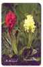 ORQUIDEA ( Andorra - Rare Card ) Orchid Orchidée Orchidee Orquídea Orchidea Orchids Flowers Fleurs Flower Fleur - Andorra