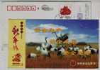 Red-crowned Crane Bird,CN 09 Sheyang Satety Work Bureau Advertising Pre-stamped Card,some Bended Flaws - Kranichvögel