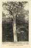 Carte Postale Ancienne Forêt De Marly Le Roi - Le Chêne De Joyenval - Végétaux, Arbres - Marly Le Roi