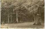 Carte Postale Ancienne Forêt De Marly Le Roi - Chêne De Louis XIV. Table Royale - Végétaux, Arbres - Marly Le Roi