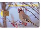 SONGBIRD   ( Finland Card - Only 60.000 Ex. )  Songbirds Pajaro Cantor Uccello Cantoro Bird Oiseau Ave Birds Oiseaux - Zangvogels