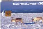 DEERS ( Finland ) Deer Cerf Ciervo Hirsch Hert Cervo Hert Sob Reindeer Reindeers Polar Polaire Snow Motive - Finlande