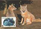 KIRGHIZSTAN 1999 WWF HOLOGRAMME Hologram Maximaphilie Carte Maximum Renard Des Steppes / Corsac Fox Vulpes Corsac 2 - Kirghizistan