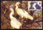 BIRD CIGOGNES 2006 Maximum Card,FDC,ROMANIA. - Cigognes & échassiers