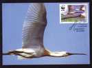 BIRD CIGOGNES 2006 Maximum Card,FDC,ROMANIA.(B) - Storks & Long-legged Wading Birds