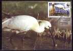 BIRD CIGOGNES 2006 Maximum Card,FDC,ROMANIA.(C) - Storks & Long-legged Wading Birds