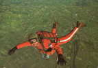 PARACHUTISME CHUTE LIBRE Centre école De Parachutisme - Parachutting