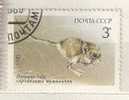 URSS/USSR , Russie , 1985 ,3 K ,  Rongeur Souris , Campagnole ? ; Obl ,TB - Rongeurs