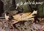 CRABE JE TE SERRE LA PINCE - Fish & Shellfish