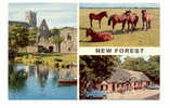 OLD FOREIGN 2006 - UNITED KINGDOM - ENGLAND - NEW FOREST - HORSES - Other & Unclassified