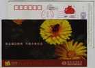 Insect,Honeybee,Bee,Flower,China 2009 Xinchang Country Local Taxation Bureau Advertising Pre-stamped Card - Honingbijen