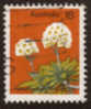 AUSTRALIE  1972  -  Y&T 573  -  Helichrysum Thomsonii  -  Oblitéré - Oblitérés