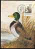 Bird ( Oiseau, Vogel ) Liechtenstein Sc947 Mallard Duck, Maximum Card - Canards