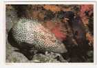 Poisson Exotique De La Mer Rouge / Red Sea Fish : GREASY  GROUPER " Epinephelus Tauvina "+ Timbre Poterie EGYPTE ;TB - Vissen & Schaaldieren