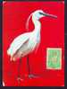 BIRDS EGRETTA GAZETTA,1983 MAXIMUM CARD ROMANIA,EXCELLENT! - Storks & Long-legged Wading Birds