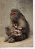 (anim111) UN SINGE AVEC SON BÉBÉ . MONKEY WITH HIS BABY - Scimmie