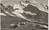 Rppc KLEINE SCHEIDEGG Mit JUNGFRAU SWITZERLAND High Mt Pass ALPINE HERDERS Cows C-ukn - Au