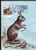 MOZAMBIQUE 1983 MAXICARD,MAXIMUM CARD,Hunting, Animals,LAPINS,RABIT. - Conigli
