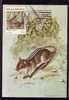 Mozambique Carte Maximum With Rodents Shrew 1983. - Rodents