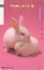 TC Ancienne Japon / 110-16275 - LAPIN - RABBIT Japan Front Bar Phonecard - KANINCHEN - 183 - Conejos