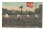 AGRICULTURE ) Moissons, Faucheurs, ANIMEE, Colorisée - Cultivation