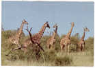 CPM GIRAFES - KENYA - MAASAI GIRAFFES - Giraffen