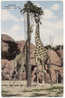 CPSM GIRAFES - FOREST PARK ZOO, ST. LOUIS, MO - Giraffe