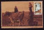 Romania 1962  MAXICARD, MAXIMUM CARD Agriculture COW,VERY RARE,OLD PC. - Koeien