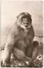 GB - Rock Apes - Gibraltar (Circulée / Circulated / Gelaufen 195?) - [macaque Berbère - Berberaffe - Barbary Macaque] - Gibraltar