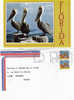 Lettre Etat Unie 1988 Composé2 Timbres Et Une Cpm Pélican De Floride - Pelicans