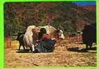 NÉPAL, ASIE - SHERPA GIRL AND YAK - TRAVEL IN 1983 - - Népal