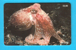 CURLED OCTOPUS (Horned - Lesser - Northern) Isle Of Man Old Chip Card * Poulpe Sépia Oktopus Seepolyp Tintenfisch Pulpo - Man (Eiland)