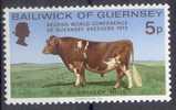Animal, Guernsey Sc68 Guernsey Bull - Mucche