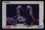 Marine Life Hippocampus Japonicum Kaup,Japan Kansai Railway Ticket Trading Card Used - Otros & Sin Clasificación