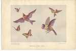 Chasse Au Papillon: Papillons, Oiseaux ( Feuillet L CHAUVET) - Other & Unclassified