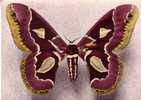 ROTSCHILDIA JACOBEAE  -   - Amérique Du Sud  -  N°  22 - Schmetterlinge
