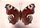 MPHALIS  IO  -  Europe   -  N°  30 - Schmetterlinge